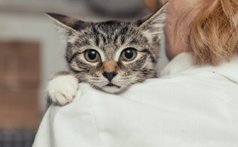 Compreendendo a ansiedade em gatos: ajudando os gatos a lidar com as mudanças ambientais 1 Compreendendo a ansiedade em gatos: ajudando os gatos a lidar com as mudanças ambientais