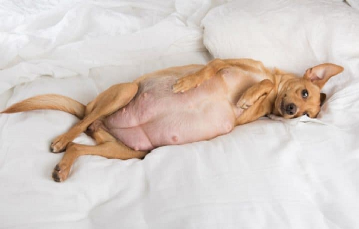 Cachorro com barriga estufada