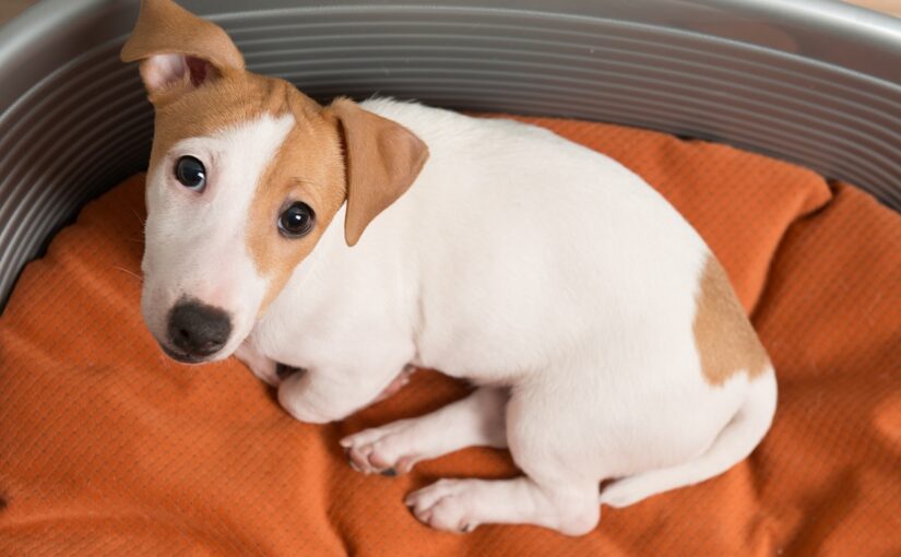 Cachorro com barriga inchada