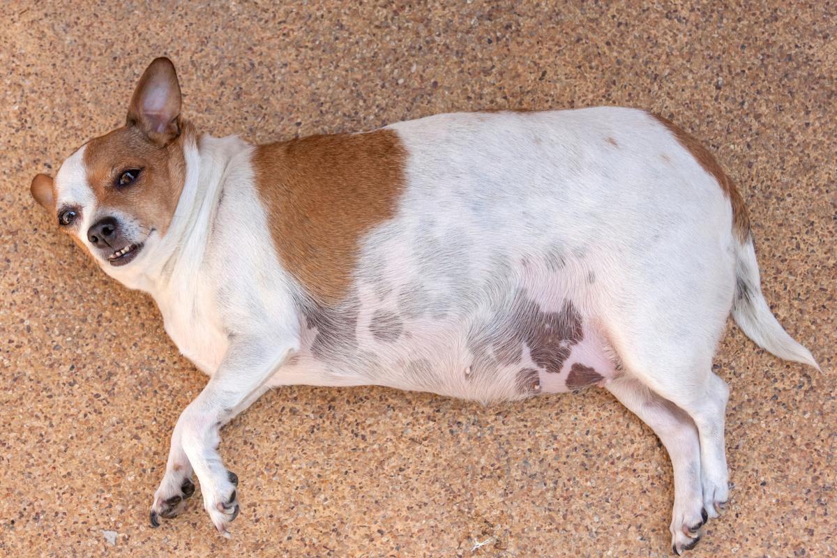 Cachorro com inchaço na barriga